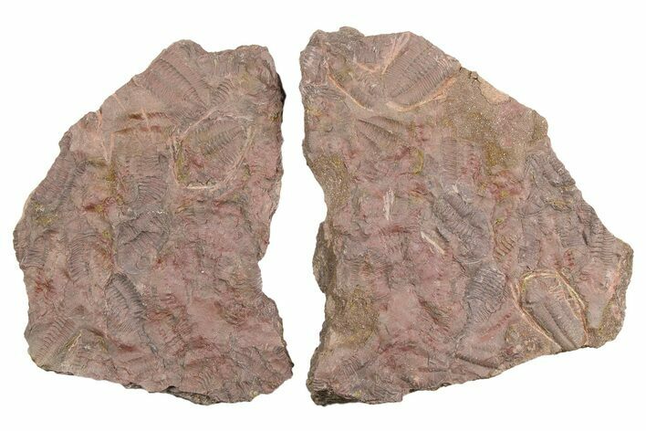 Ordovician Trilobite Mortality Plate (Pos/Neg) - Morocco #254772